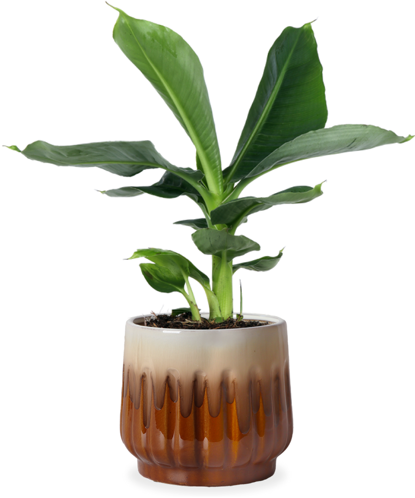 Musa dwarf (Bananenpflanze) kaufen