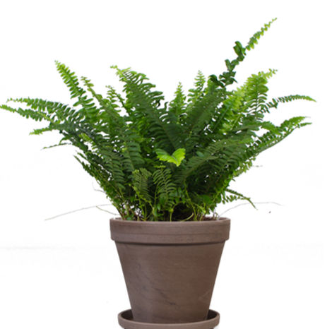 Nephrolepis (Schwertfarn) kaufen? | Karel