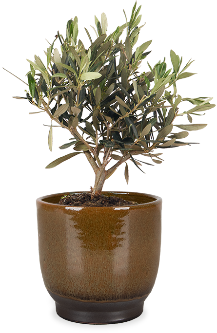 Olea (Olivenbaum) (S) kaufen | Dotan