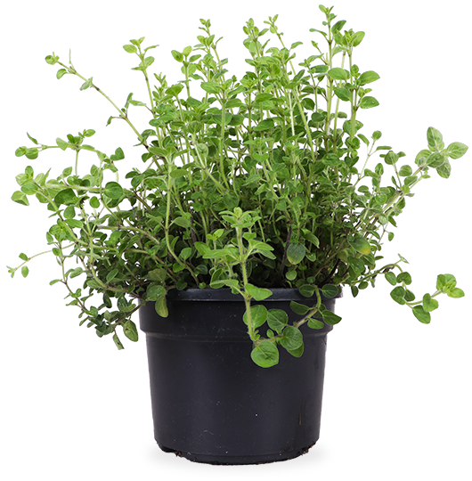 Oregano (Origanum vulgare) – Plantsome