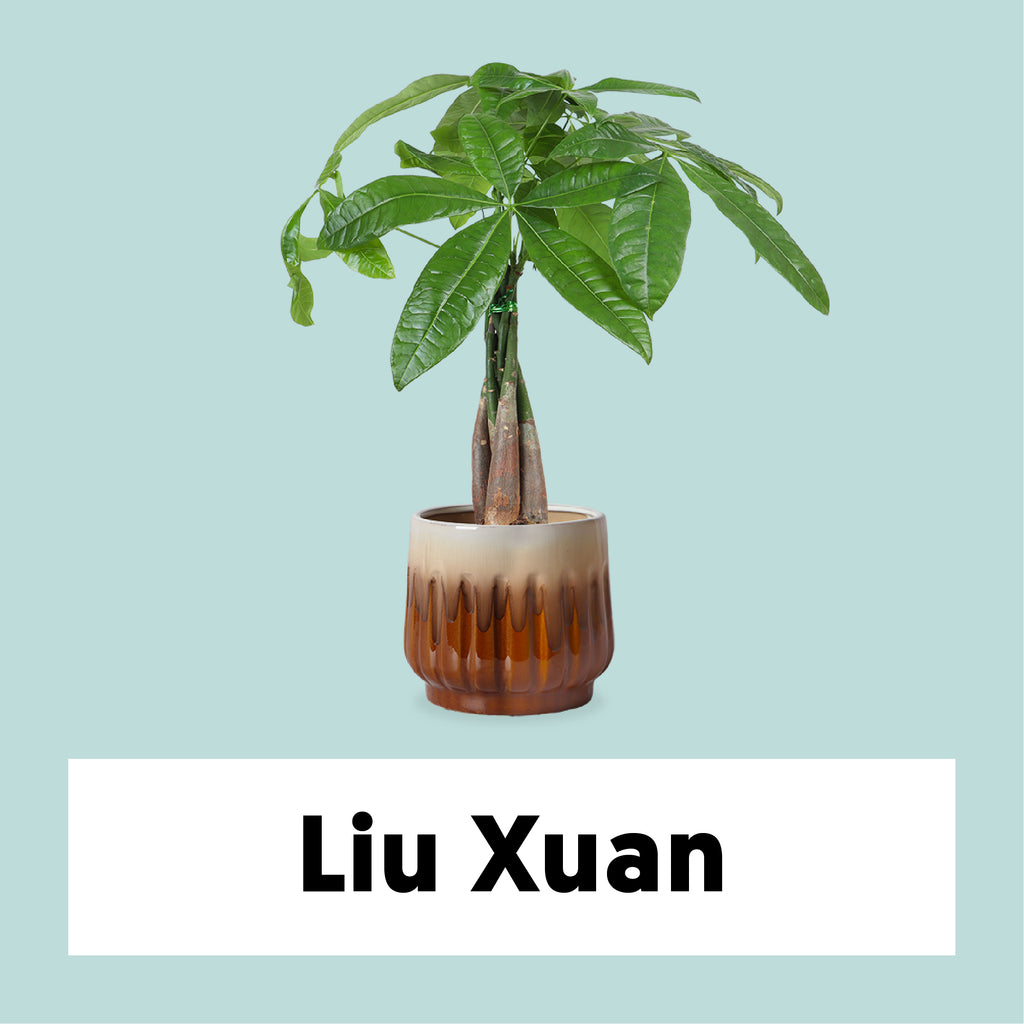 Pachira Aquatica (Glückskastanie) kaufen? | Liu Xuan