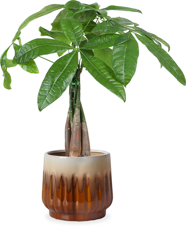 Pachira Aquatica (Glückskastanie) kaufen? | Liu Xuan