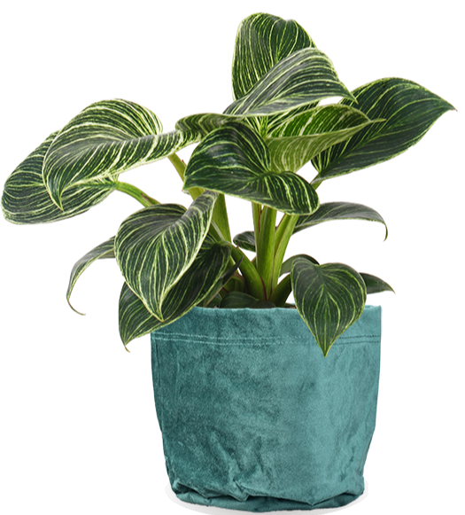 Philodendron Birkin (Baumfreund) kaufen? | Cardi