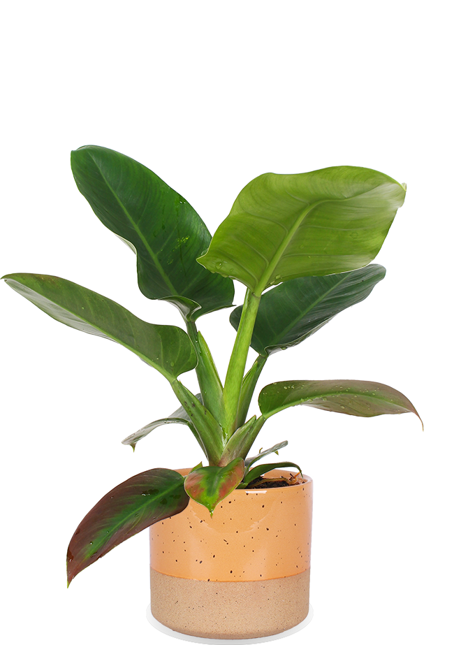Philodendron Imperial Green (Baumfreund) kaufen? | Adonis