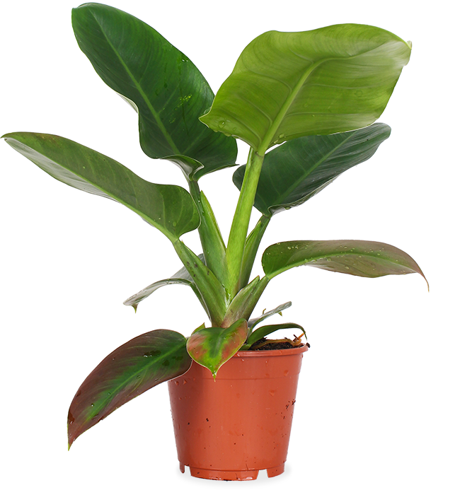 Philodendron imperial green (Baumfreund) (M)