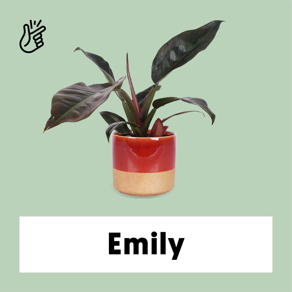 Philodendron Imperial Red (Baumfreund) kaufen? | Emily