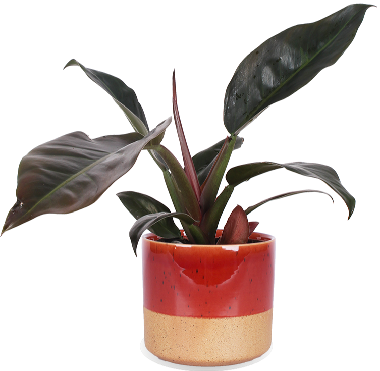 Philodendron Imperial Red (Baumfreund) kaufen? | Emily