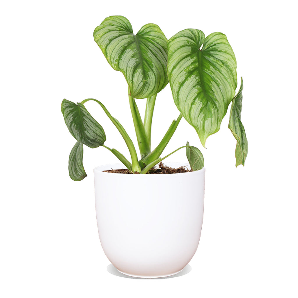 Philodendron mamei (Baumfreund) (S) – Plantsome