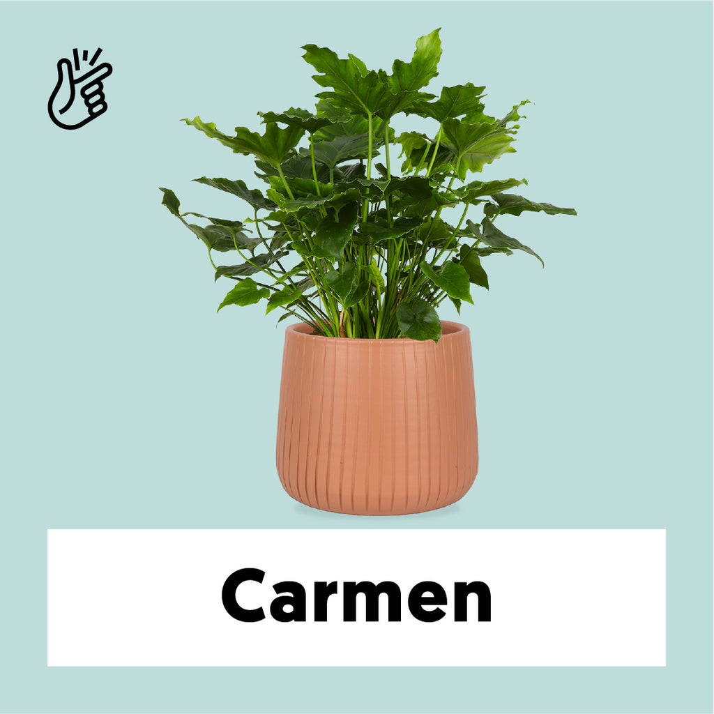 Philodendron shangri-la (Baumfreund) kaufen? | Carmen