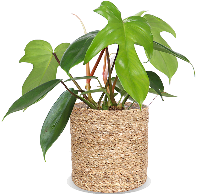 Philodendron Florida Green (Baumfreund) kaufen