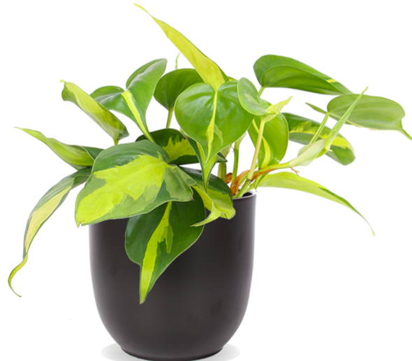 Philodendron Scandens 'Brasil' (Kletter-Philodendron) (S) kaufen? | Miguel 