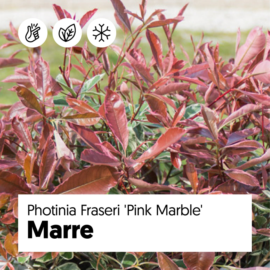 Photinia fraseri (Glanzmispel) kaufen | Marre