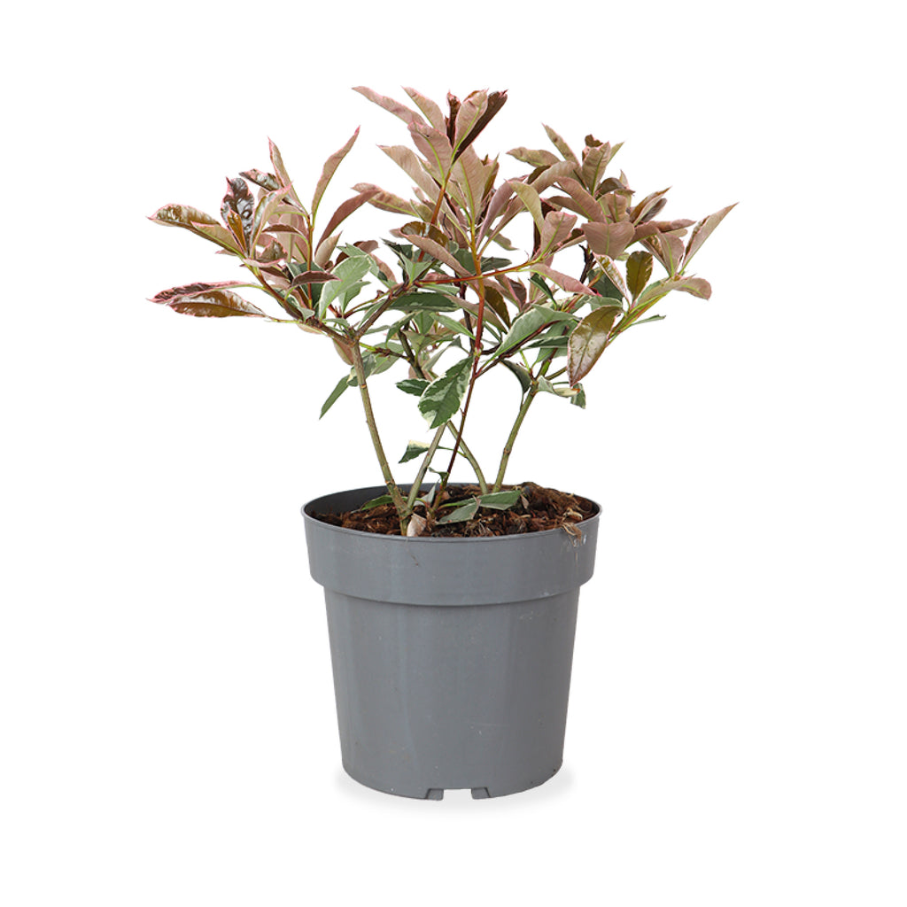 Photinia fraseri (Glanzmispel) kaufen | Marre