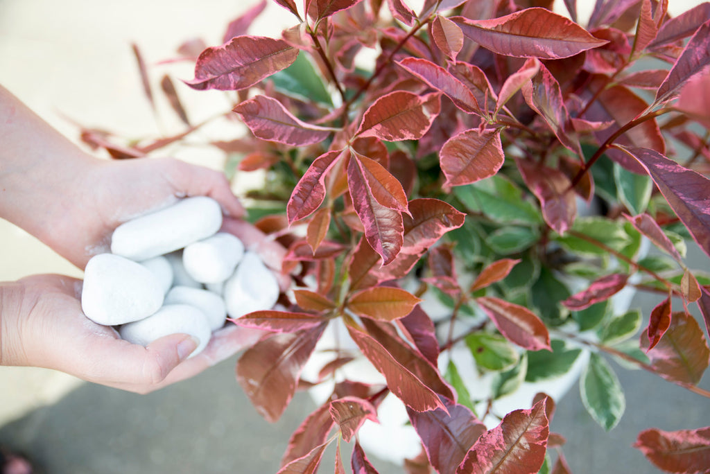 Photinia fraseri (Glanzmispel) kaufen | Marre