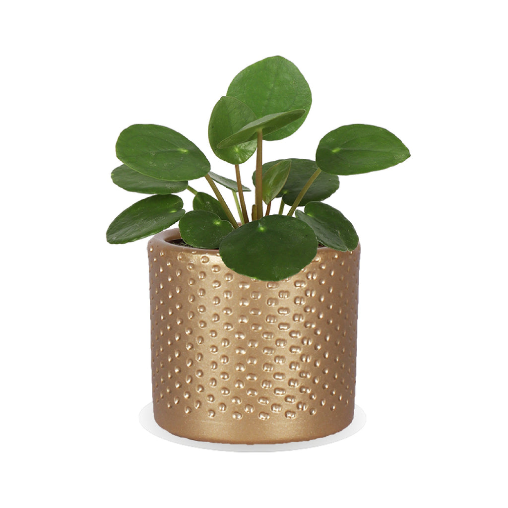 glückstaler zimmerpflanze Pilea peperomioides (Glückstaler) (XS) – Plantsome