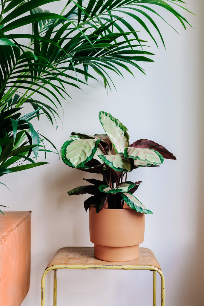 Calathea Roseopicta Silvia (Korbmarante) kaufen? | Silvia
