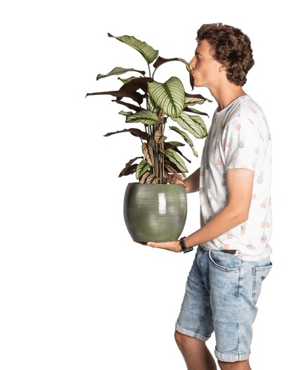Plantenliefhebber