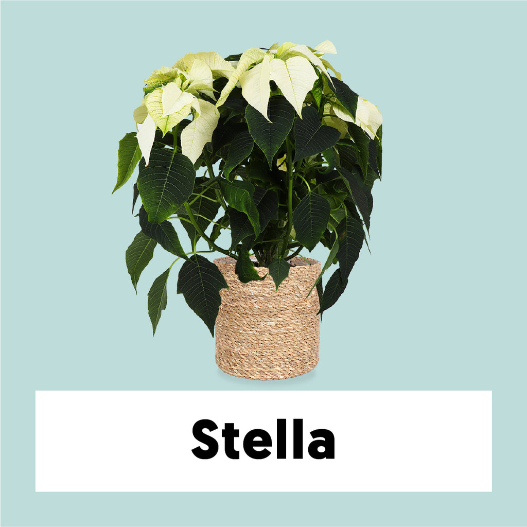 Euphorbia pulcherrima alaska (weiß) (Weihnachtsstern) kaufen? | Stella