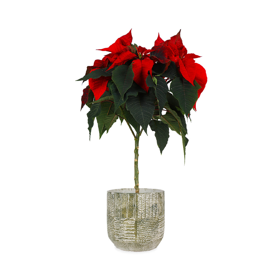 eldig weihnachtsstern ø52cm Euphorbia pulcherrima christmas feelings (auf Stamm) (rot) (Weihnachtsstern)  kaufen? | Stella