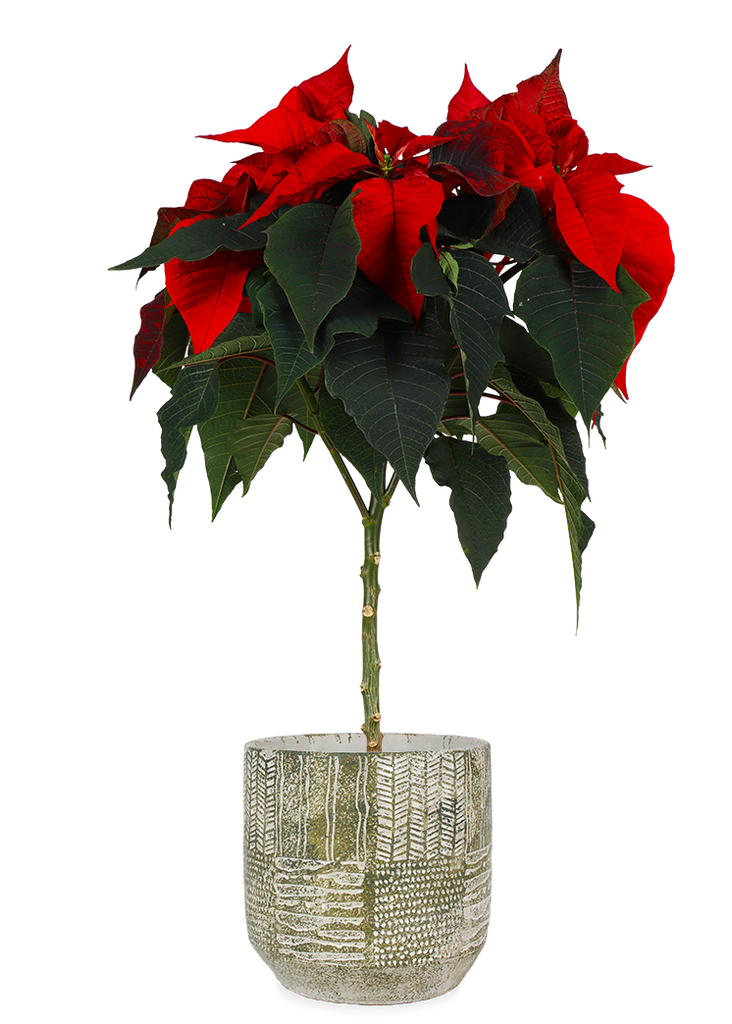 Euphorbia pulcherrima christmas feelings (auf Stamm) (rot) (Weihnachtsstern)  kaufen? | Stella