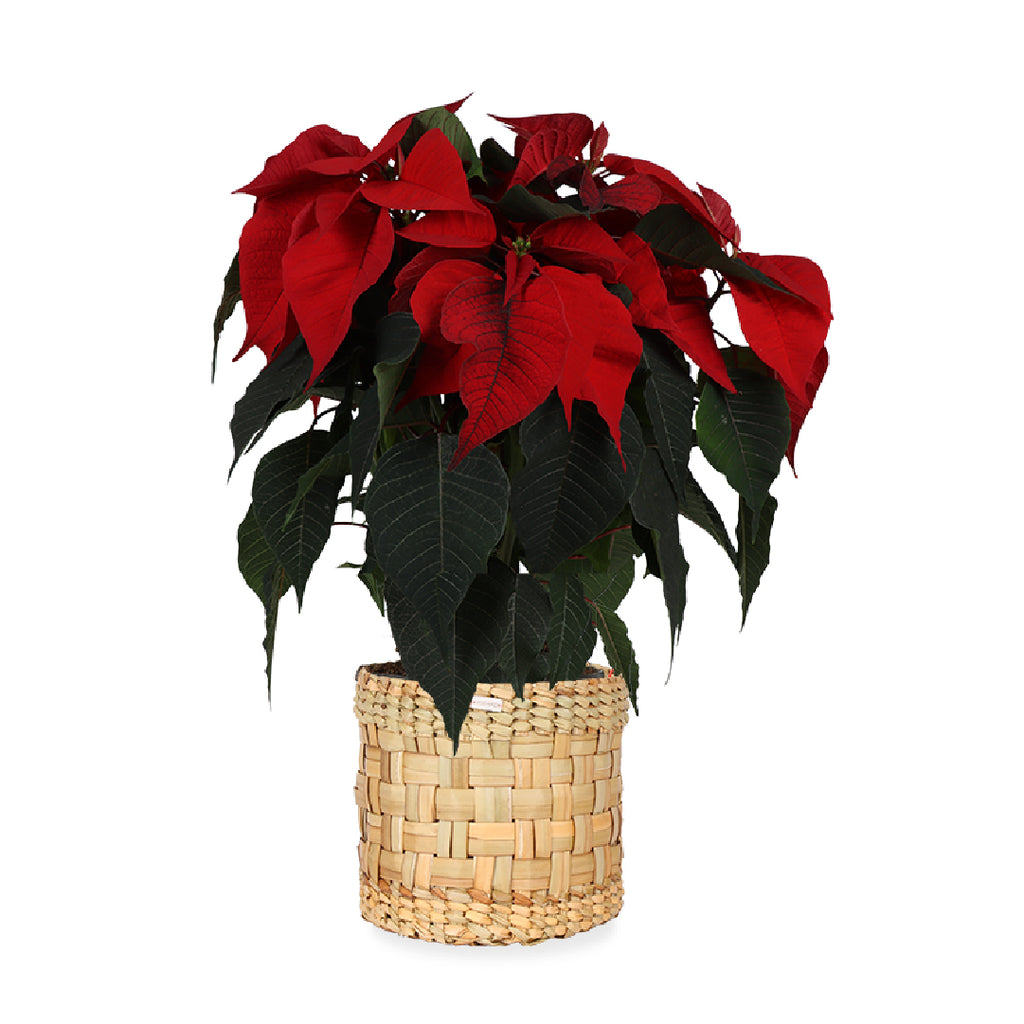 Euphorbia pulcherrima christmas feelings (rot) (Weihnachtsstern) kaufen? |  Stella
