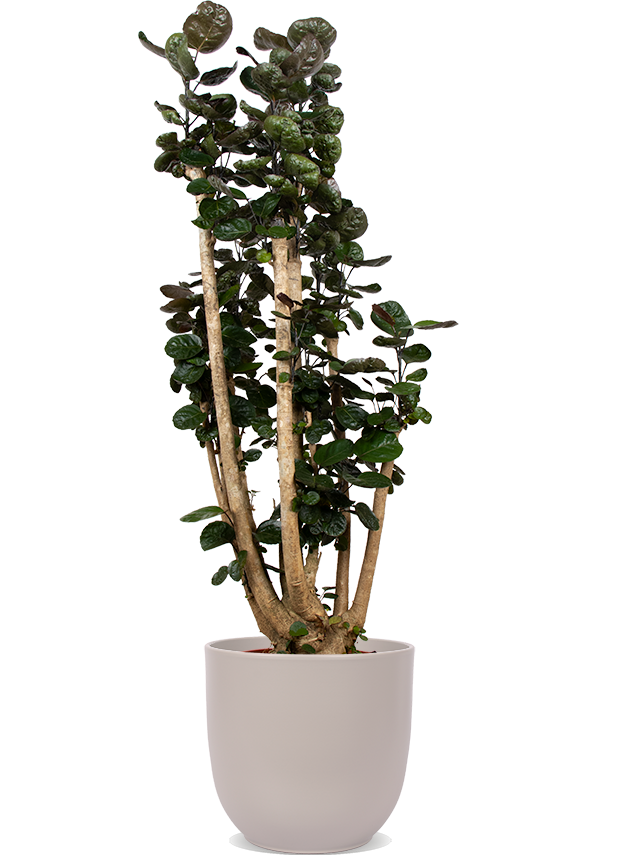 Polyscias Fabian (Fiederaralie) (XL) (150cm) kaufen