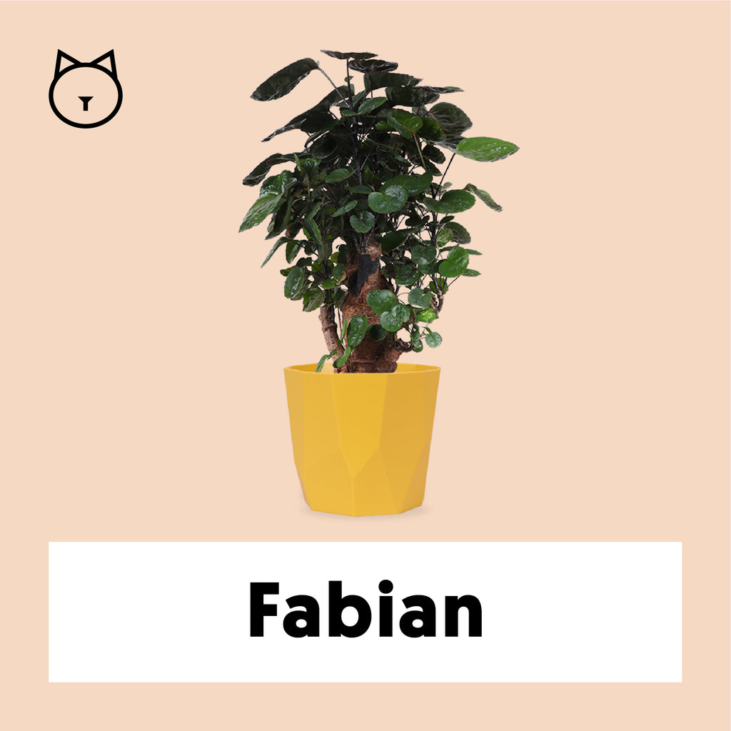 Polyscias Fabian (Fiederaralie) (M) kaufen