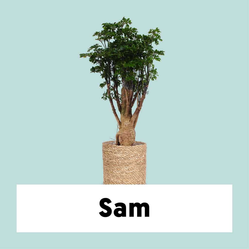 Polyscias parsley bonsai (Fiederaralie) kaufen Plantsome