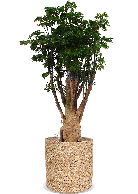 Polyscias parsley bonsai (Fiederaralie) kaufen