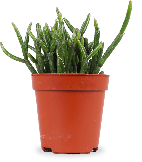Rhipsalis cashero (Korallenkaktus) (XS) kaufen