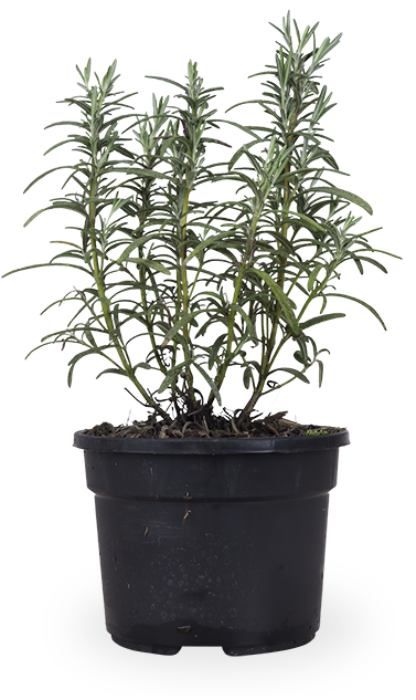 rosmarin als zimmerpflanze Rosmarin (Rosmarinus officinalis) – Plantsome