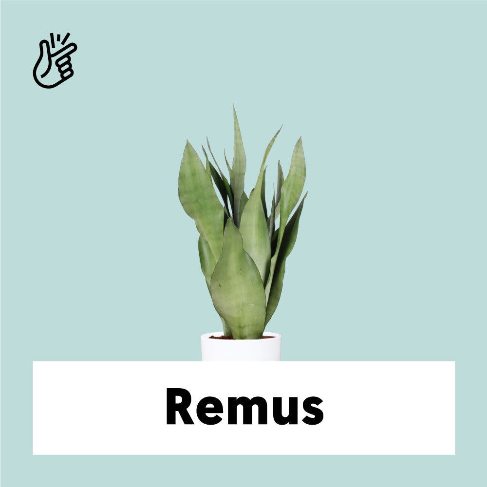 Sansevieria Moonshine (Bogenhanf) (M) kaufen? | Remus