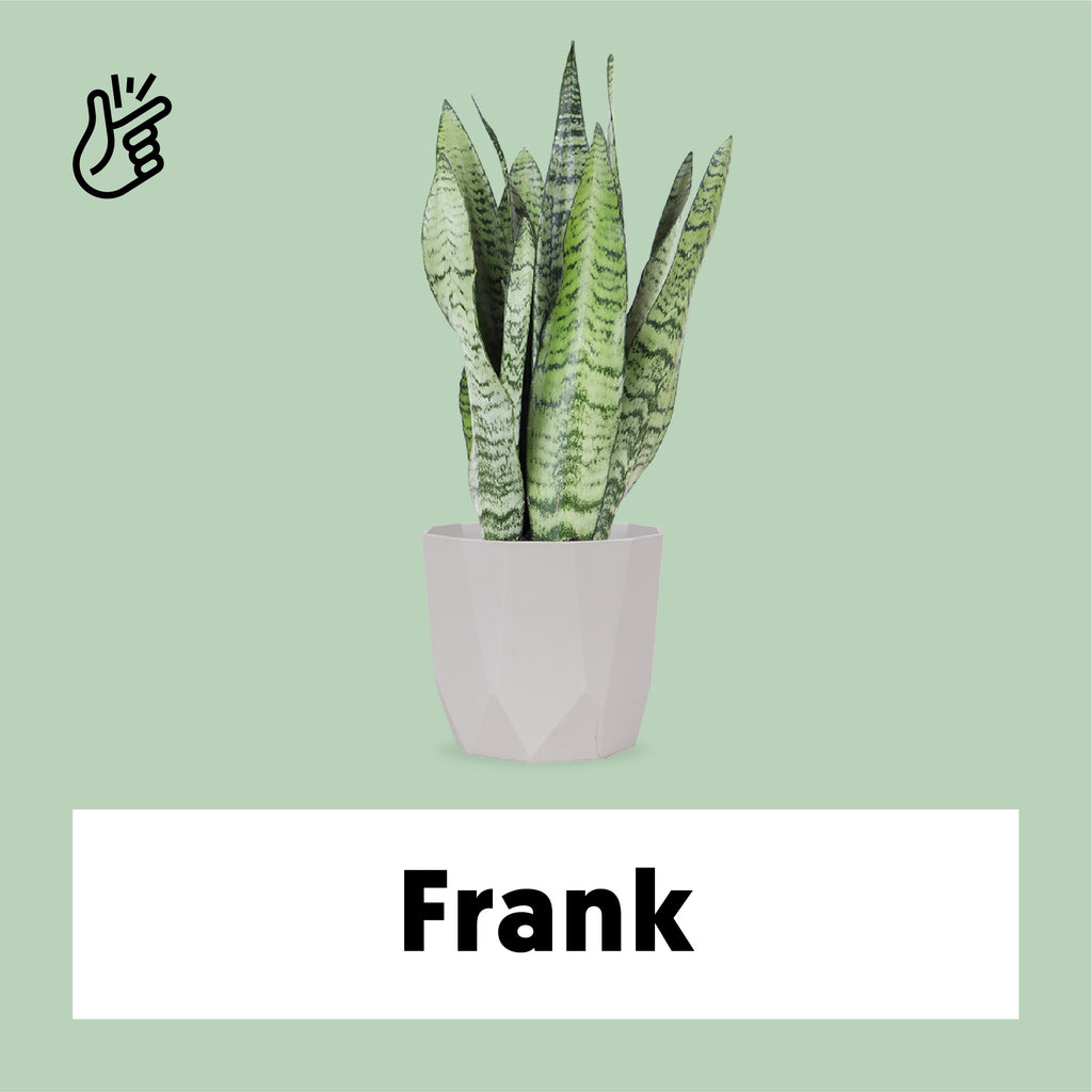 Sansevieria Zeylanica (Bogenhanf) (S) kaufen? | Frank