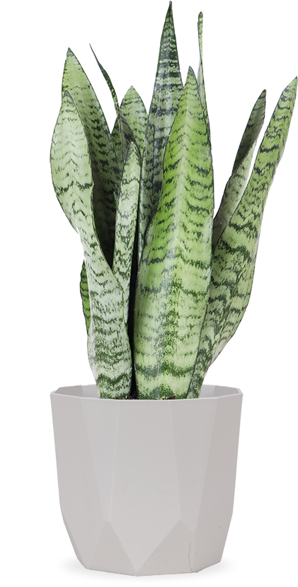 Sansevieria Zeylanica (Bogenhanf) (S) kaufen? | Frank