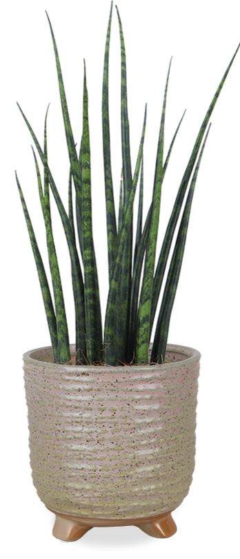 Sansevieria fernwood mikado (Bogenhanf) (XS) kaufen