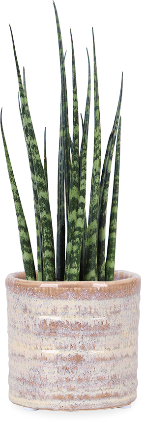 bogenhanf fernwood Sansevieria fernwood mikado (Bogenhanf) (XS)