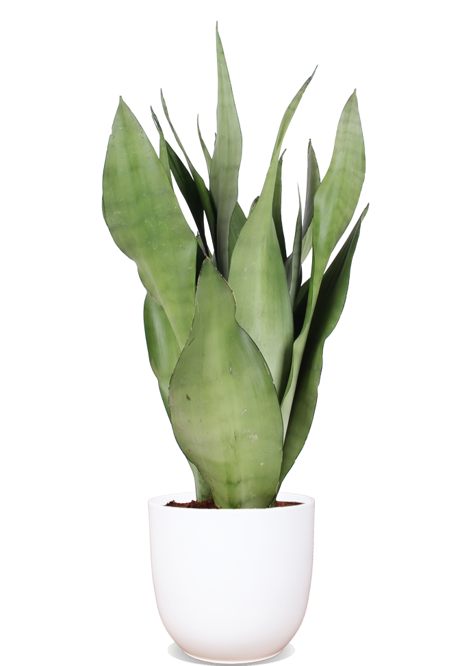 Sansevieria Moonshine (Bogenhanf) (M) kaufen? | Remus