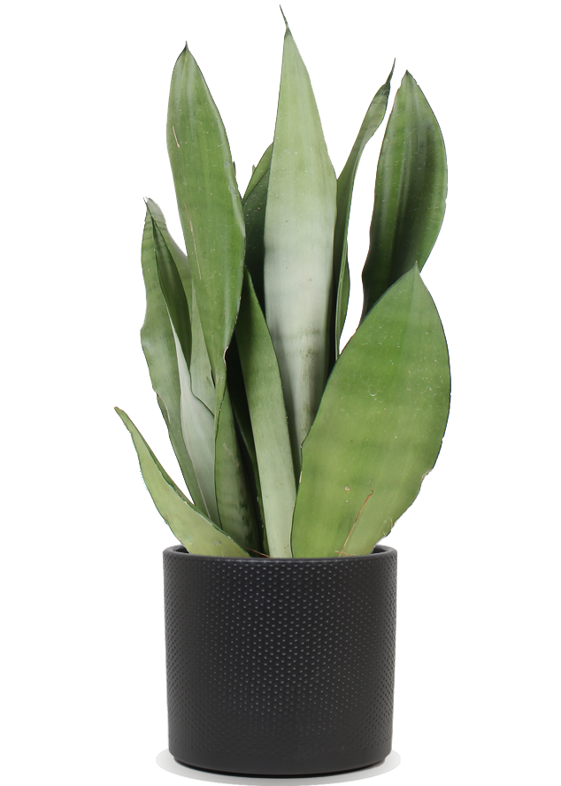 Sansevieria Moonshine (Bogenhanf) (M) kaufen? | Remus
