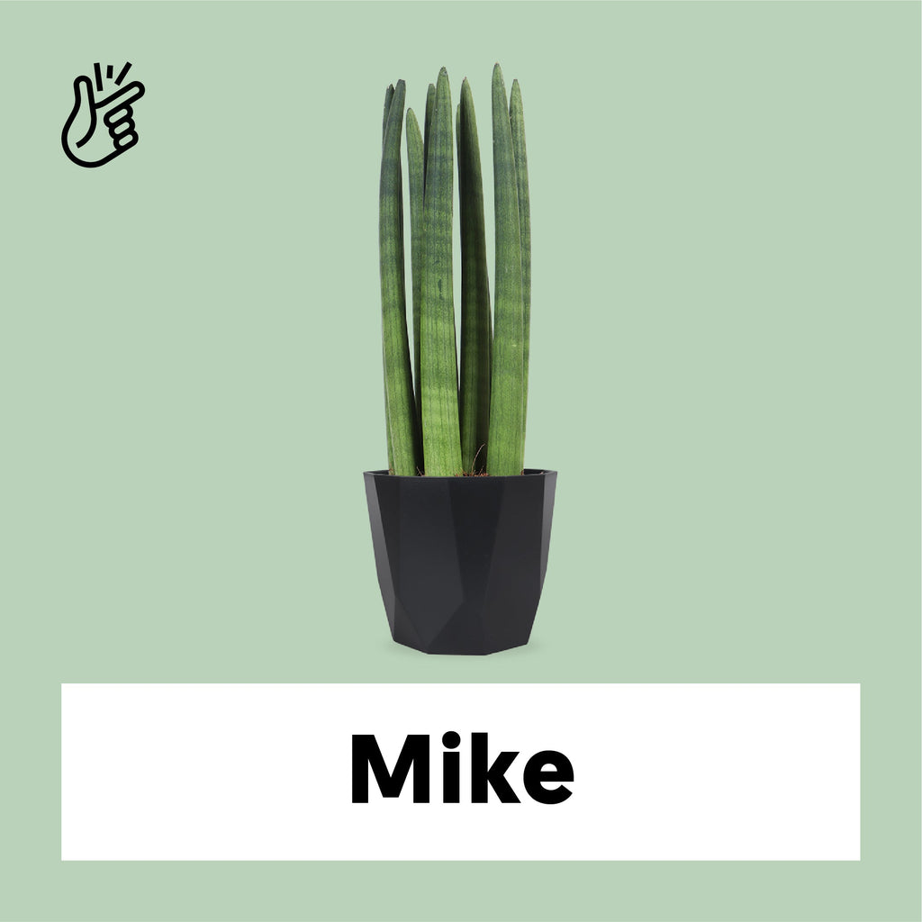 Sansevieria straight (Bogenhanf) kaufen