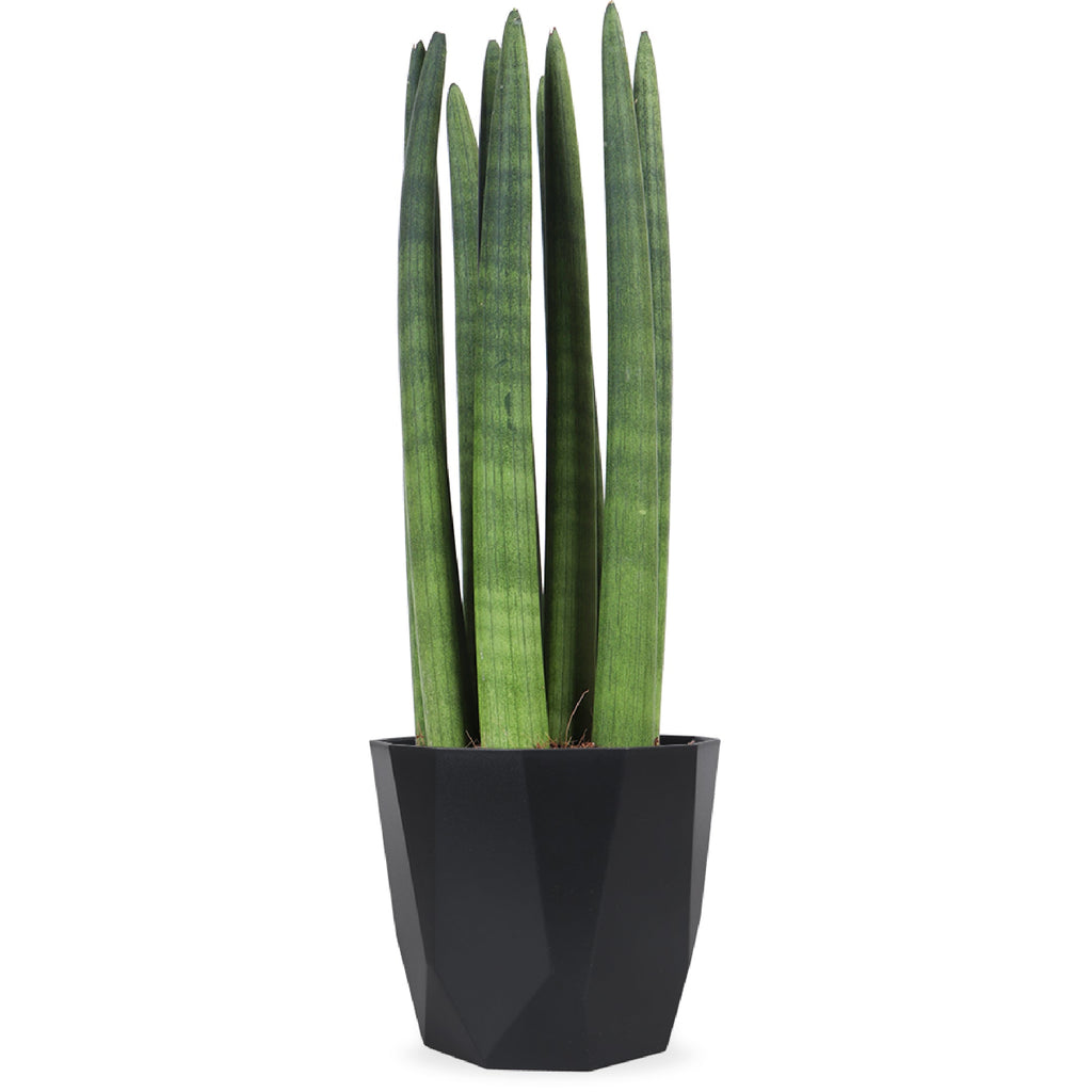 Sansevieria straight (Bogenhanf) kaufen