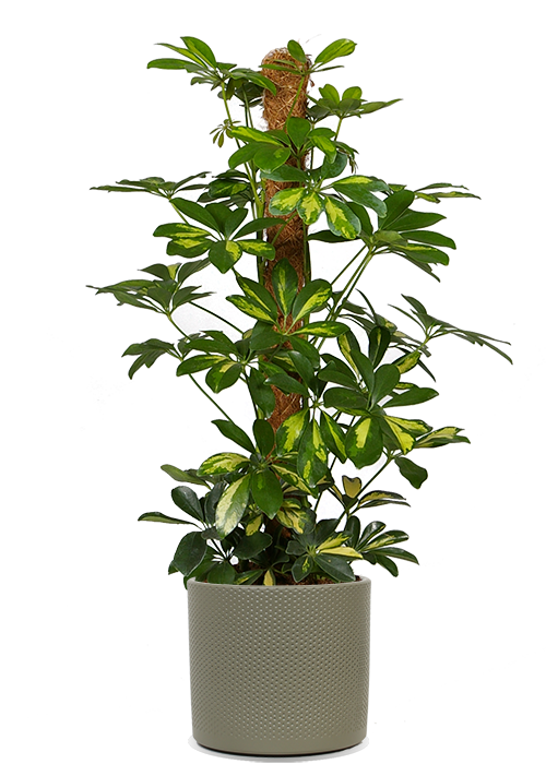 strahlenaralie zimmerpflanze Schefflera gold capella (Strahlenaralie) kaufen? | Chef