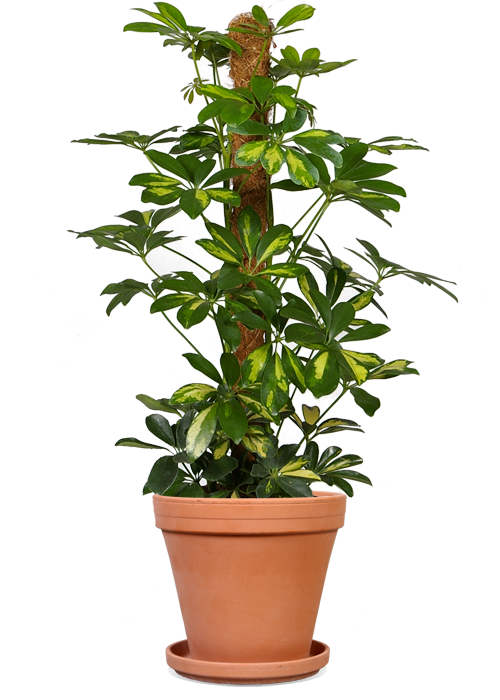Schefflera gold capella (Strahlenaralie) kaufen? | Chef