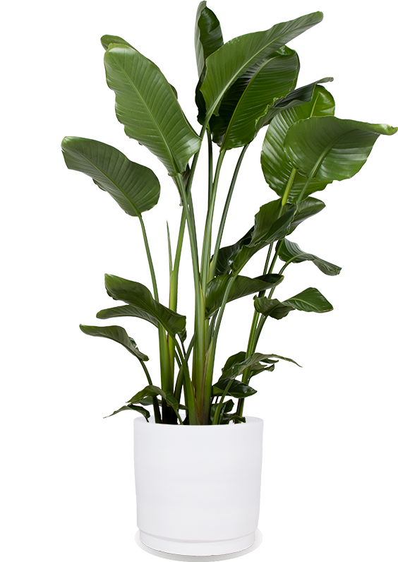 Strelitzia nicolai (Paradiesvogelblume) XL