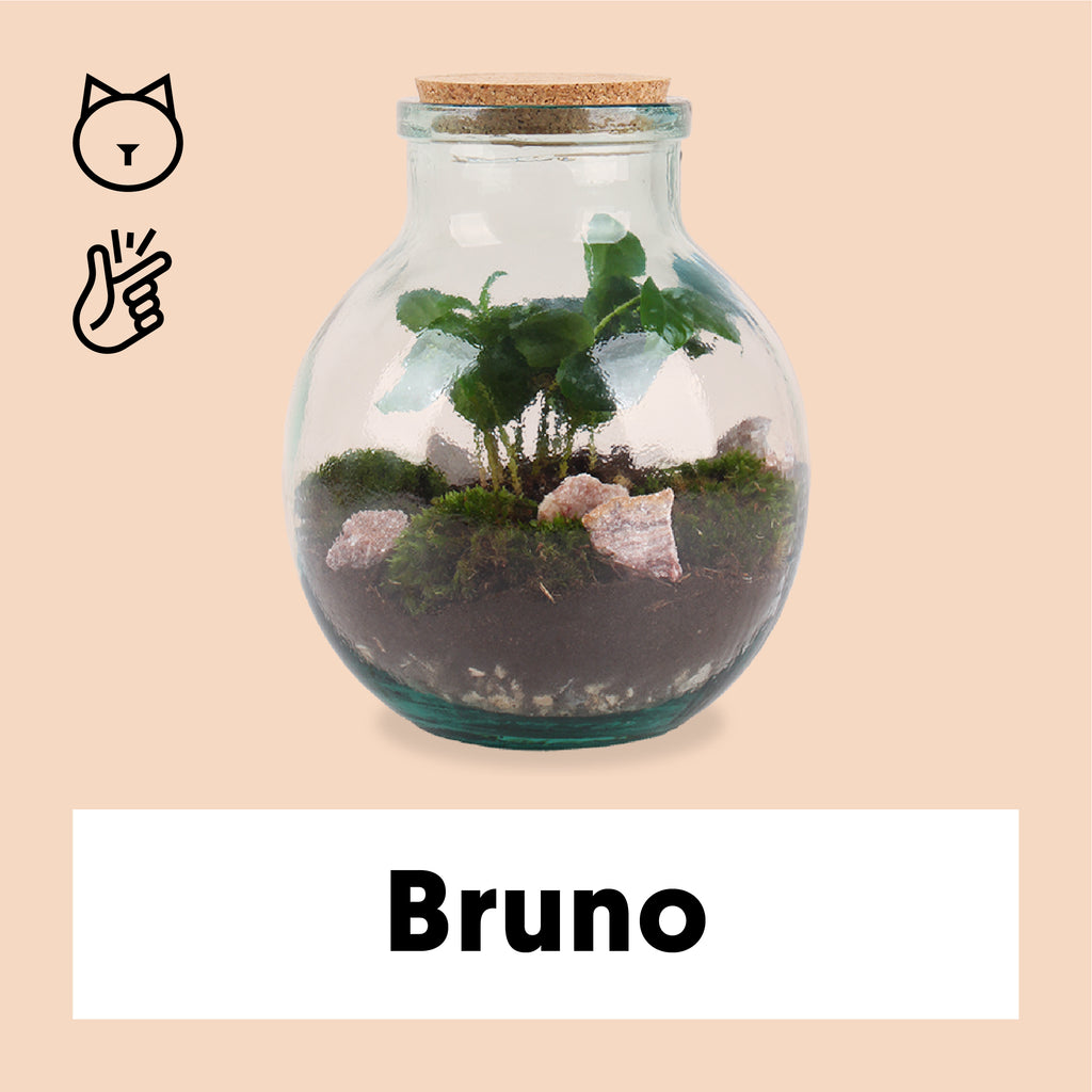 Flaschengarten (Terrarium) | Bruno