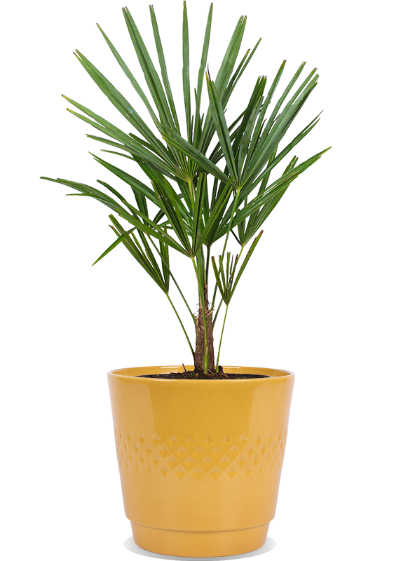 Trachycarpus fortunei (Chinesische Hanfpalme) kaufen? | Jackie