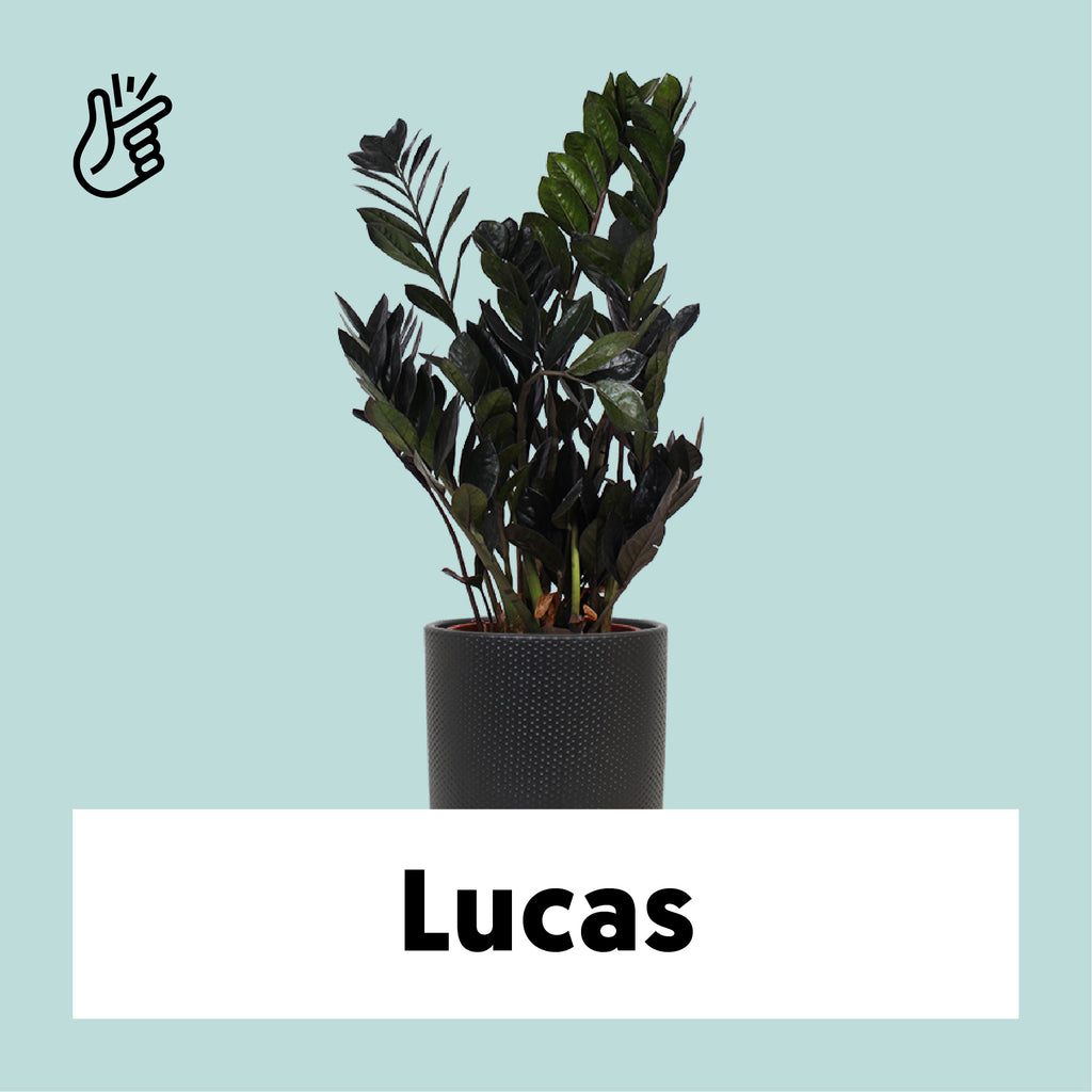 Zamioculcas Raven (Glücksfeder) kaufen