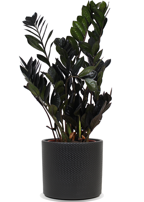 Zamioculcas Raven (Glücksfeder) kaufen