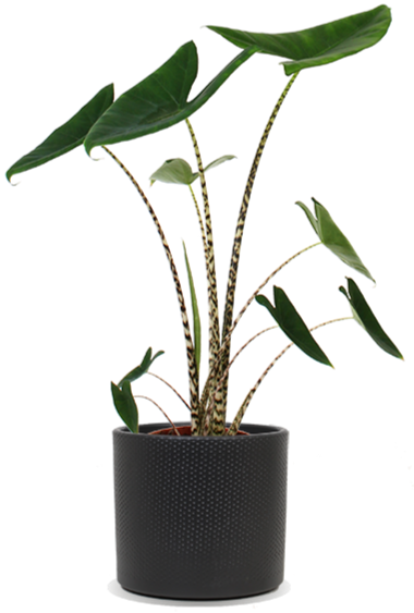 Alocasia zebrina (Elefantenohr)(M) kaufen