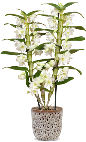 Dendrobium 