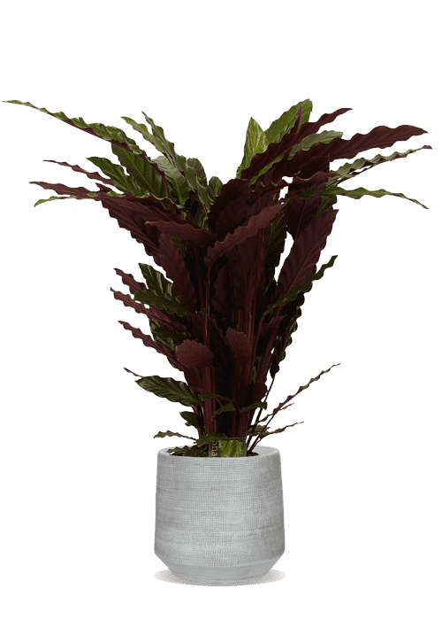 Calathea Rufibarba (Korbmarante) kaufen? | Julia | Plantsome